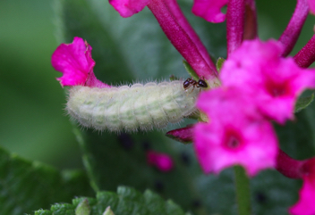 Gray Hairstreak caterpillar tended by ant